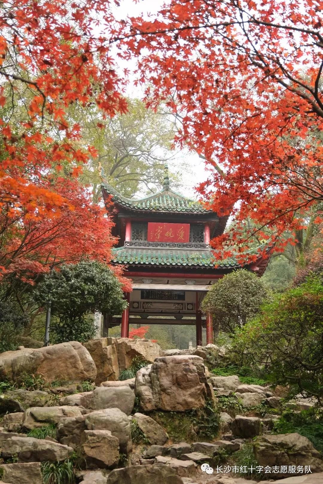 岳麓山记——参与“地摊急救”感想